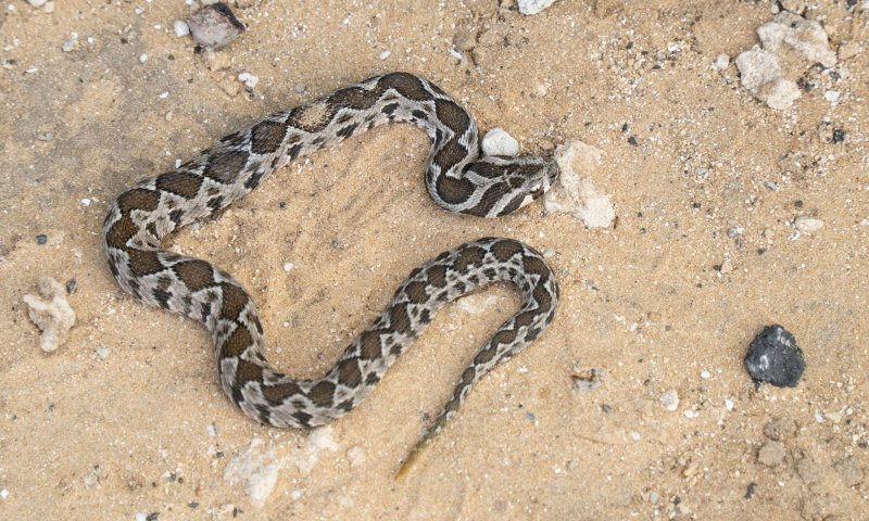 הקיצו משנתם: ילד כבן 9 הוכש על ידי נחש, מצבו בינוני
