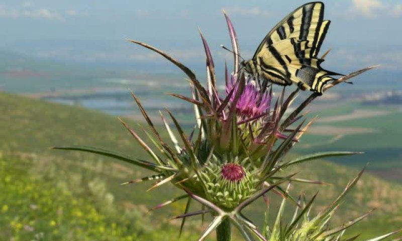 עדין מתלבטים? בואו לגלות את המקומות הכי יפים בארץ