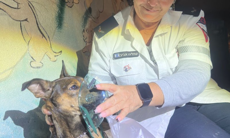 מרגש: פרמדיקים של מד"א הצילו כלב שנפגע בשריפה באשקלון