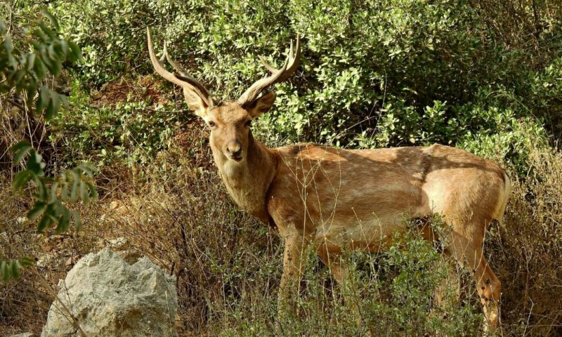 תמונת היום: יחמור פרסי מרשים בנחל שורק