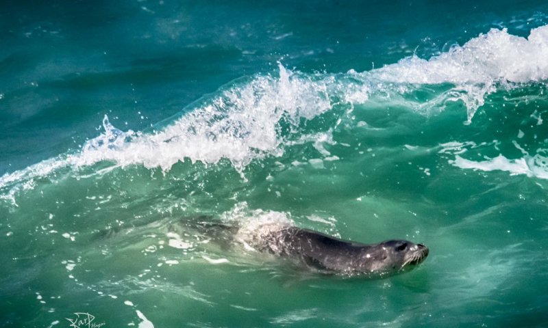 ביקור מפתיע של חיה נדירה בראש הנקרה