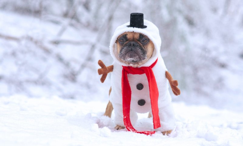 ספונטניים? 8 תחפושות מושלמות לשלג