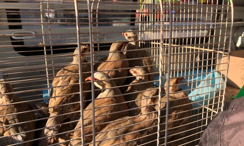 חוגלות שנתפסו בציד לא חוקי הועברו לרשות הטבע והגנים