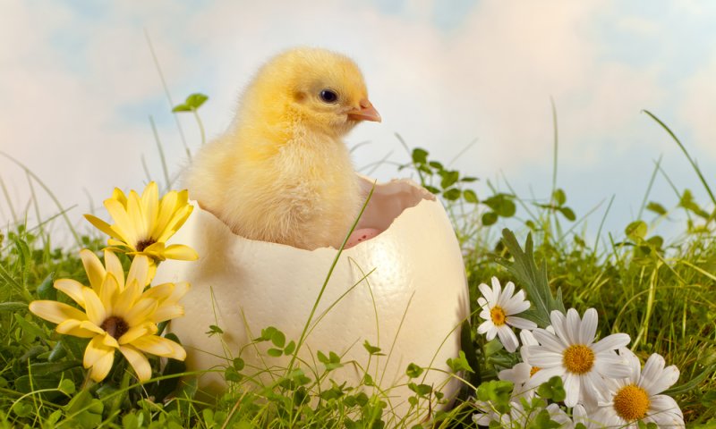 "כשאדם מכניס אפרוח לבלנדר הוא צריך להיענש"