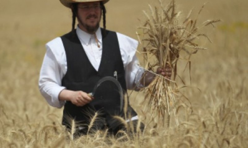 כמה מילים על פסח, מצה ומרור