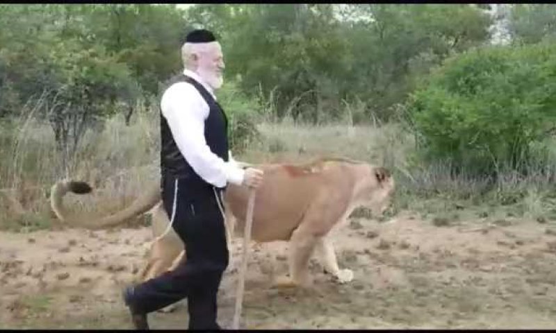 הרב ערוסי על הנס של משי-זהב: סיכון מיותר ואסור