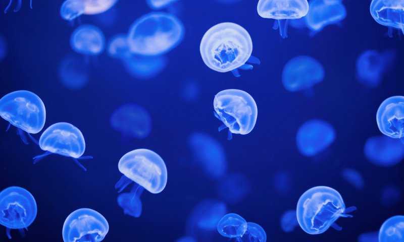 תכירו: האפליקציה שתעזור לכם להתחמק מהמדוזות