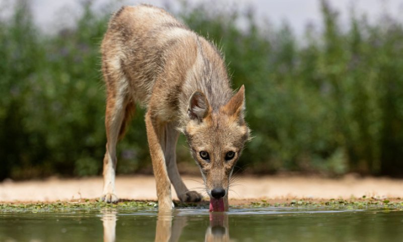 אזהרה למטיילים: בעלי חיים נגועים בכלבת אותרו בצפון