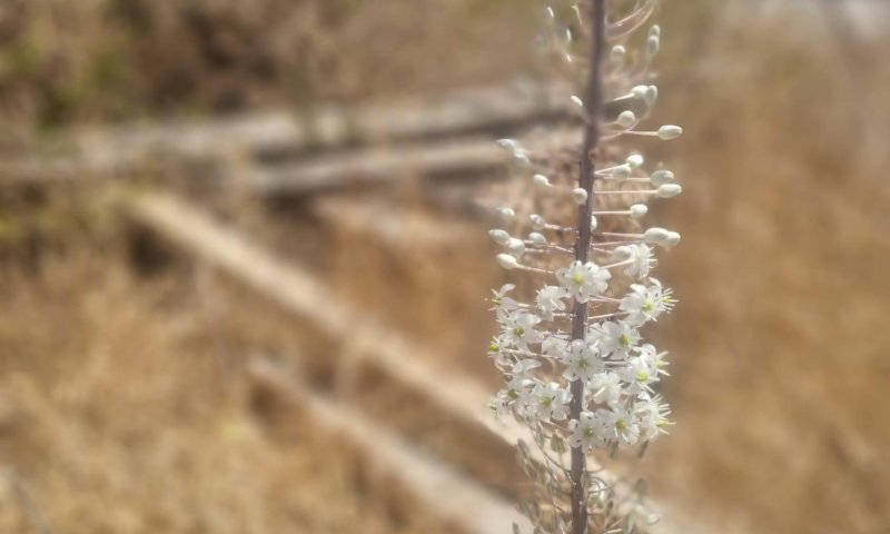 מתקרבים לסתיו? בשיא החום החצב החל לפרוח