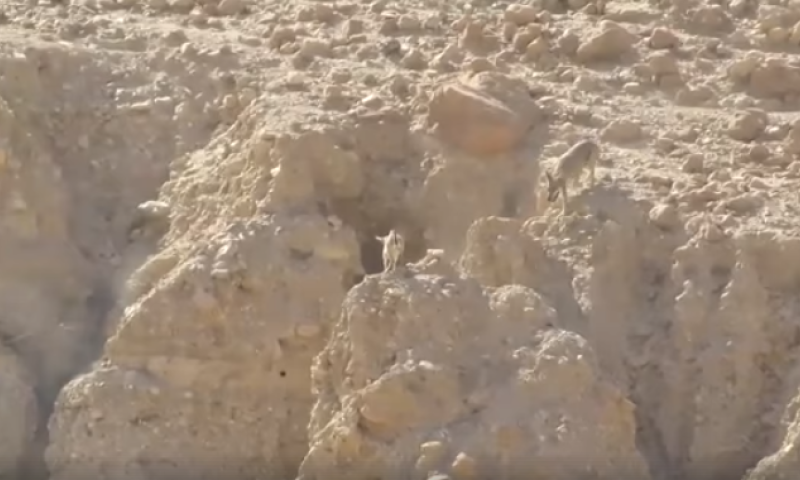 צפו: המרדף הנדיר במדבר יהודה שהפקח הספיק לתעד