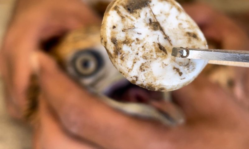 עוף דורס נחנק מפקק של בקבוק; הפקח הציל אותו: צפו