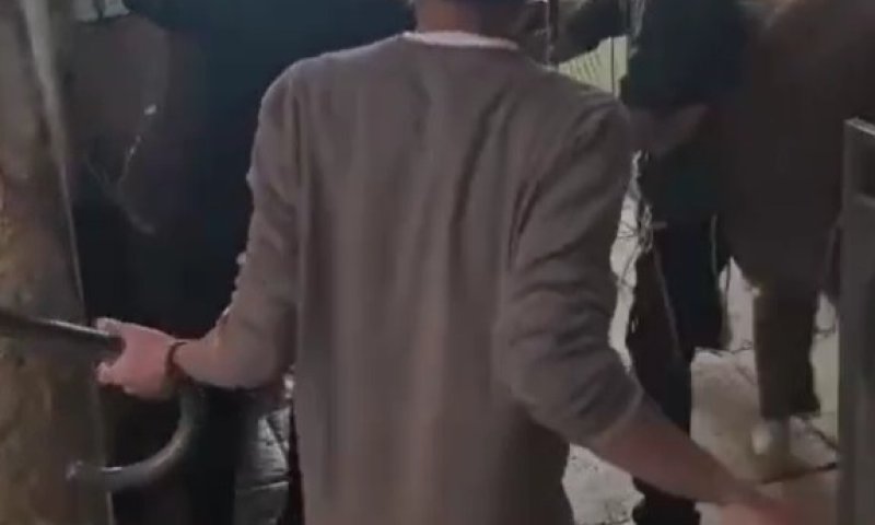 בית המשפט שחרר את הפעילים שהכניסו גדי להר הבית