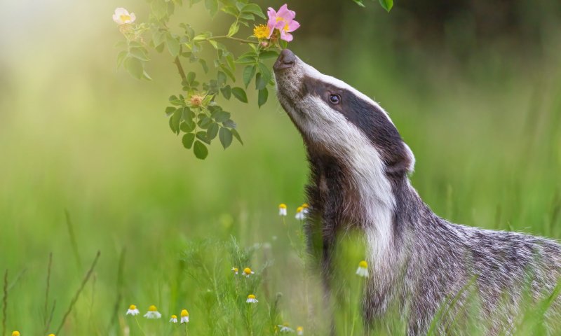 אזהרה: גירית נגועה בכלבת נמצאה בבריכת שחייה