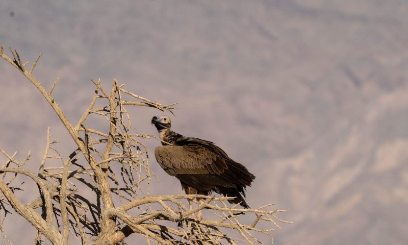 לראשונה מזה 32 שנה: עזניית נגב נצפתה בישראל