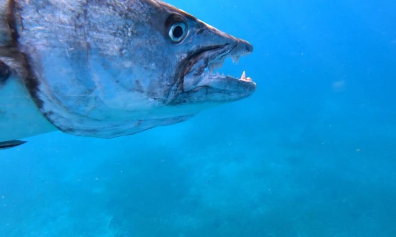 דרמה במפרץ אילת: דג ענק נתפס ונגרר על ידי דייג
