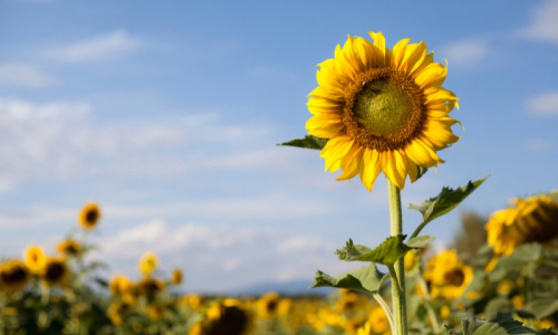 להתעורר מתרדמת החורף ולצאת ללבלוב בטבע