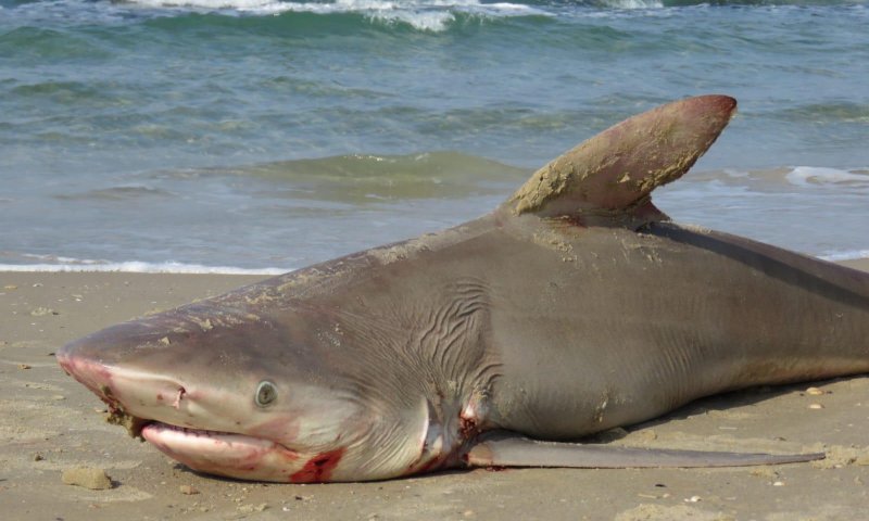 נמצא כריש מת בחוף בחדרה, נבדקת סיבת המוות