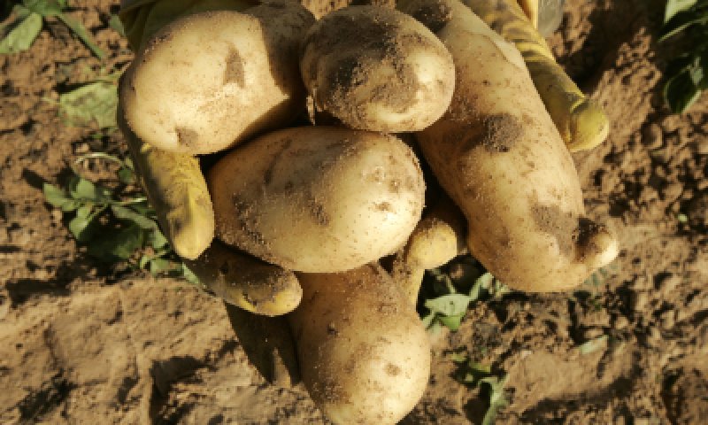 טיפים לתפוח אדמה מוצלח במדורת ל"ג בעומר