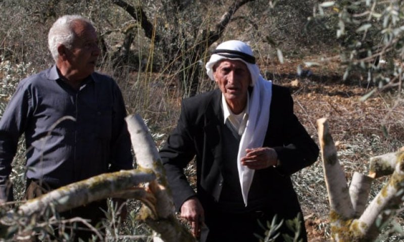 שיתוף פעולה מפתיע בחברון: פלסטינים ויהודים למען עצי זית