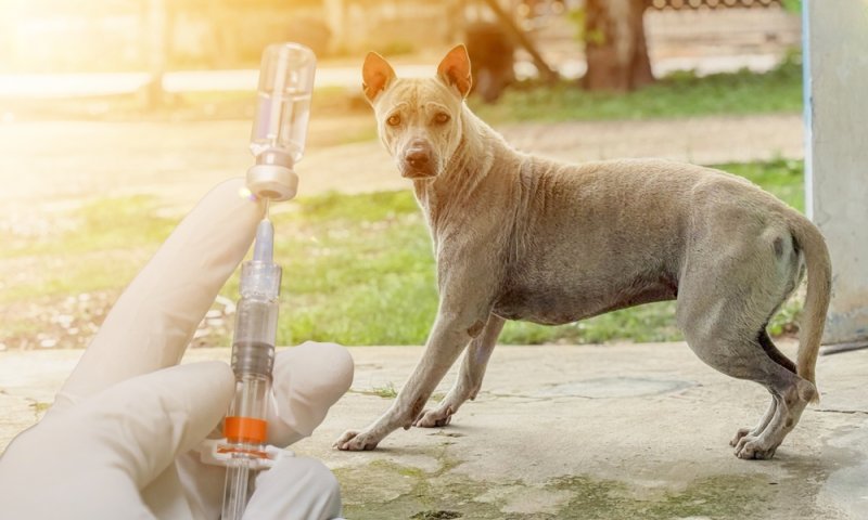 התפרצות כלבת: כלב נגוע אותר בגליל, 6 אנשים הועברו לטיפול