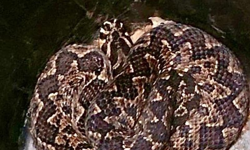 שלח יד לצינור מים בגינה, והוכש על ידי נחש