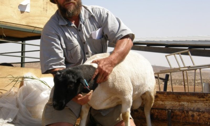 הספד ליעקב טליה ז"ל: נפל טרומפלדור המודרני