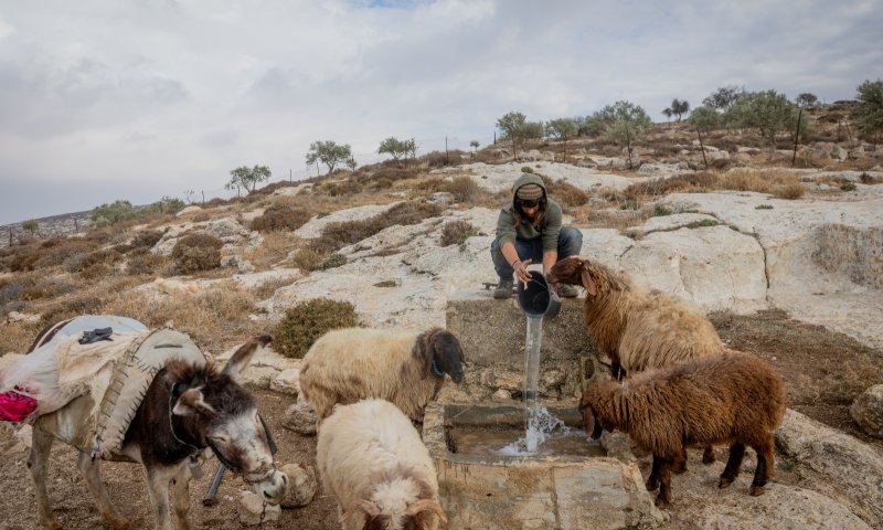 לאחר שתקפו רועה צאן בבנימין: הפעילים הזרים יסולקו מישראל