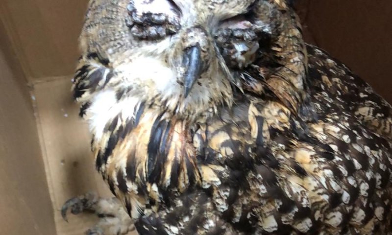 התעללות בכפר קאסם: תפרו עיניים לאוח עיטי