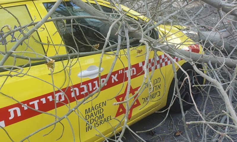 תל אביב: עץ קרס על ניידת מד"א; הצוות ניצל. צפו