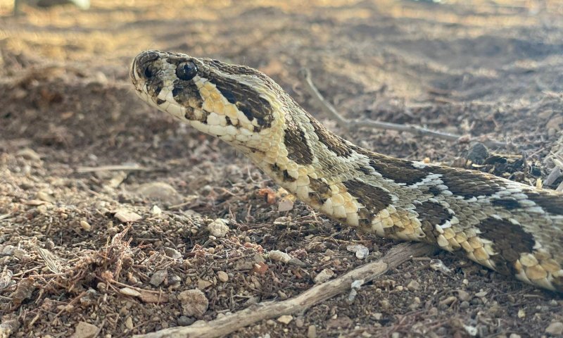 כך תזהו נחש ארסי ותגיבו נכון במקרה של מפגש בחצר