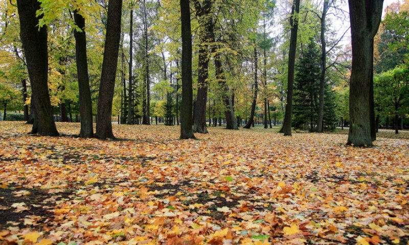 עו"ד על הפרשה &bull; בשלח: על עצים ועל מנהיגי ציבור