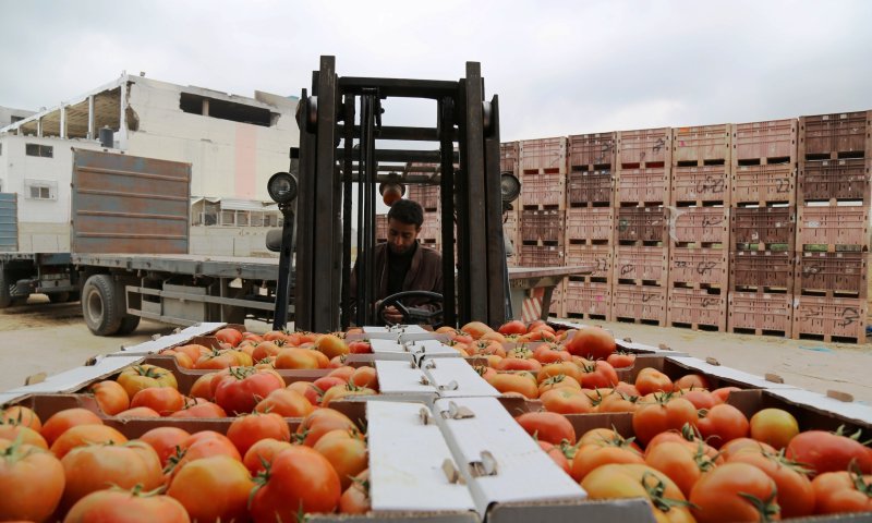 חנויות השמיטה החרדיות קונות ירקות מהחמאס