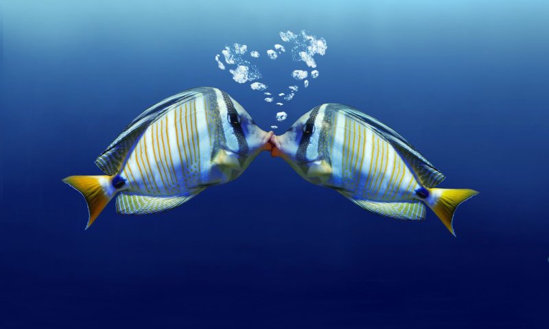 מונוגמיה במיטבה: על אהבה ויחסים מתחת לפני המים