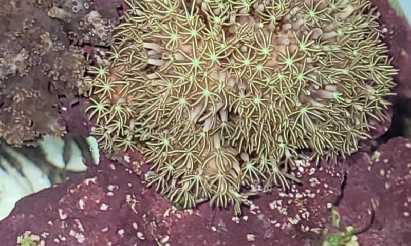 חשד: החזיק בביתו אוצרות טבע מוגנים ונעצר