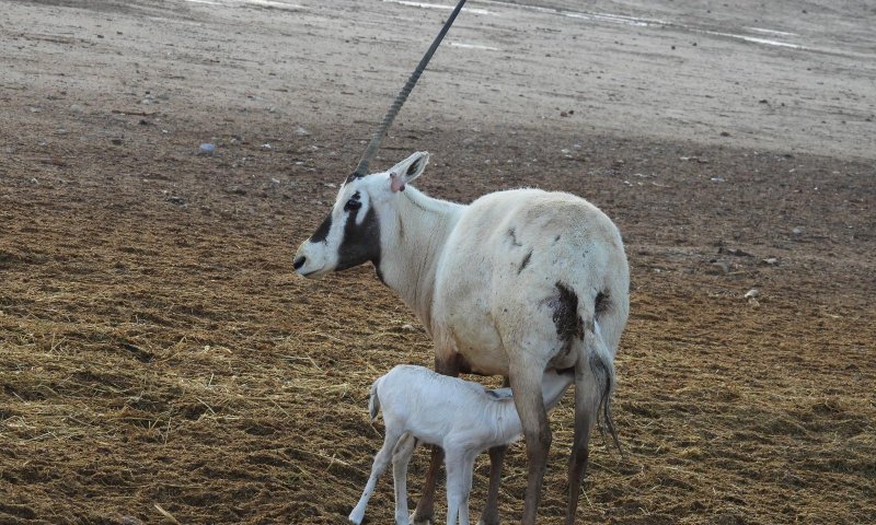 עגל חדש נולד אחרי הגשם בחי בר יטבתה