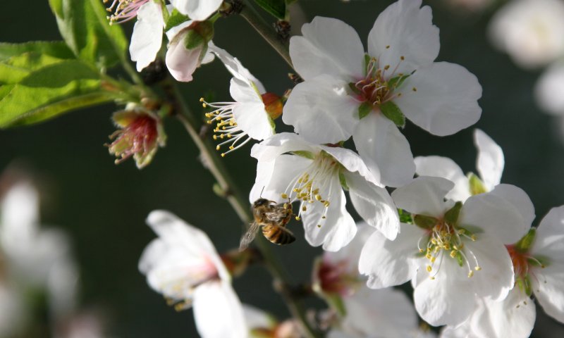 ברכת האילנות: נוסח הברכה עם כל הבקשות והתוספות