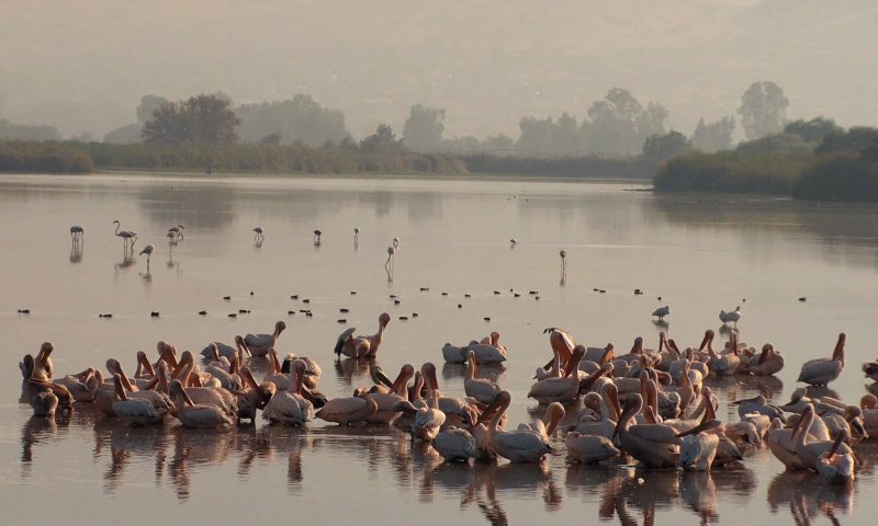 מדהים: קבלת הפנים של הפלמינגו לשקנאים. צפו