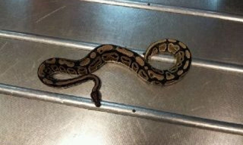 הפתעה במכס: נחש פיתון באורך מטר
