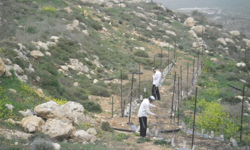 רוצים לטפל בנוער הגבעות? תקימו גבעות