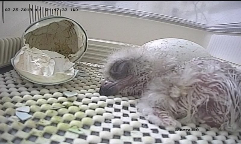 מזל טוב: גוזל ראשון העונה של עיט ניצי בקע בכרמל