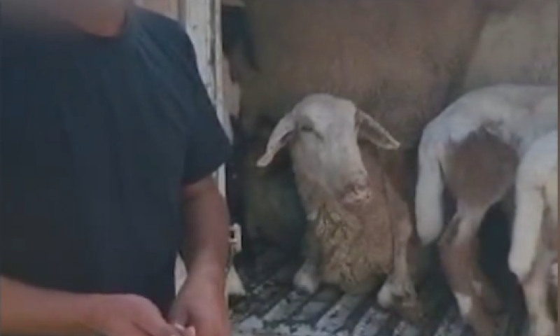 11 כבשים נתפסו בתא מטען של רכב פרטי | צפו