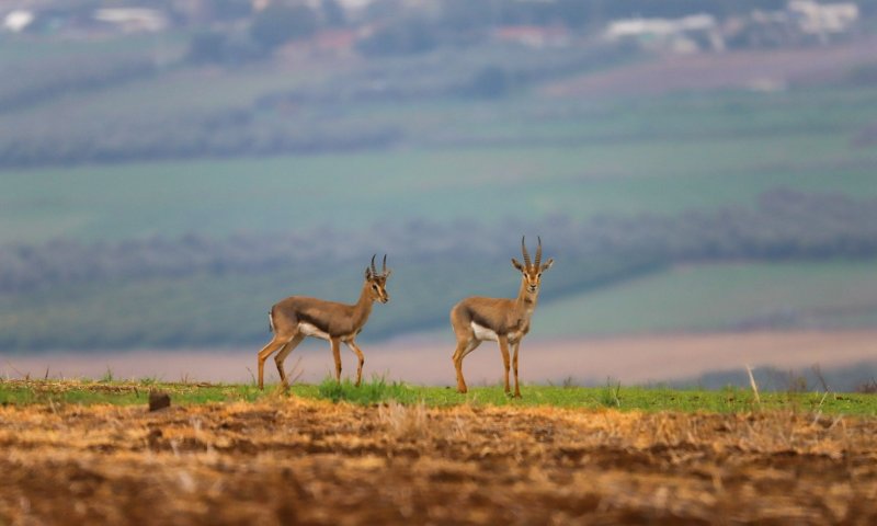צד צבי ארץ ישראלי ונתבע ב-600 אלף ש"ח