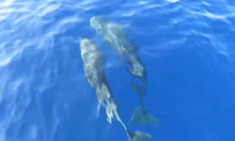 בדרך לשייטת 13? אמא וגור דולפיננים נצפו בעתלית