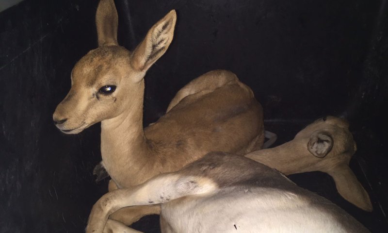 לחופש נולדו: 9 צבאים חולצו בבנימין לאחר שהוחזקו בכלובים