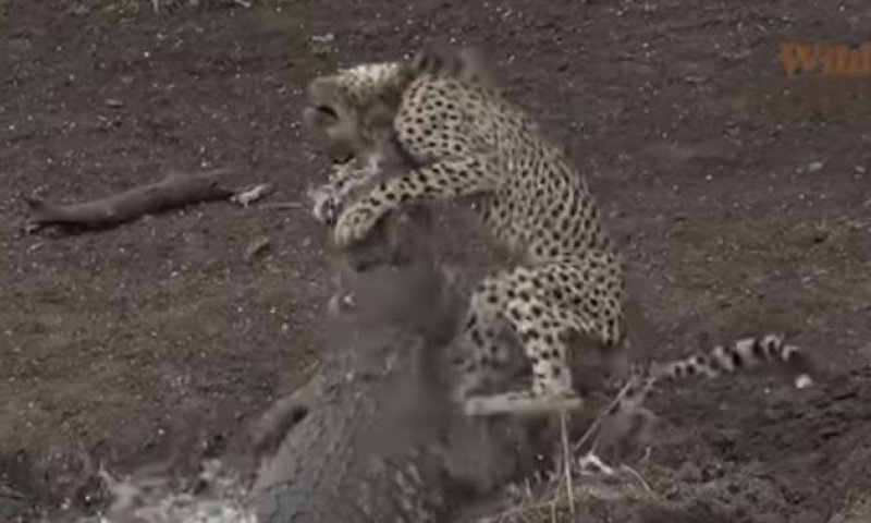 תיעוד מטורף: קרוקודיל ענק מזנק וטורף ברדלס. צפו