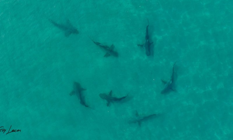 תופעת הכרישים: אזהרה חמורה לציבור &ndash; "אינו צפוי או נשלט"