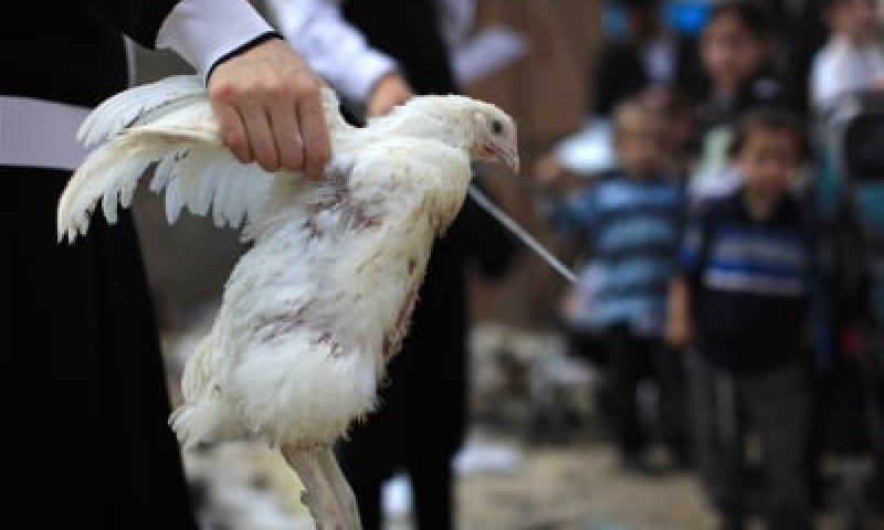 ארגוני זכויות החיות קוראים להחרים את מנהג הכפרות