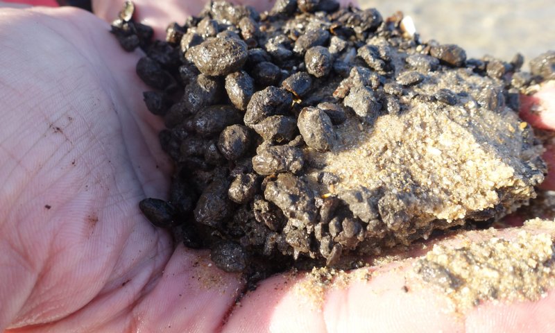 4,000 שנה מוקדם משידענו: נמצאו זיתים שהופקו למאכל