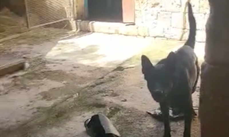 חטפו, כלאו ותקפו: צעירים מעכו התעללו בדר רחוב