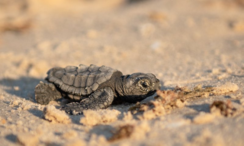 לראשונה: קן של צבת ים חומה באילת